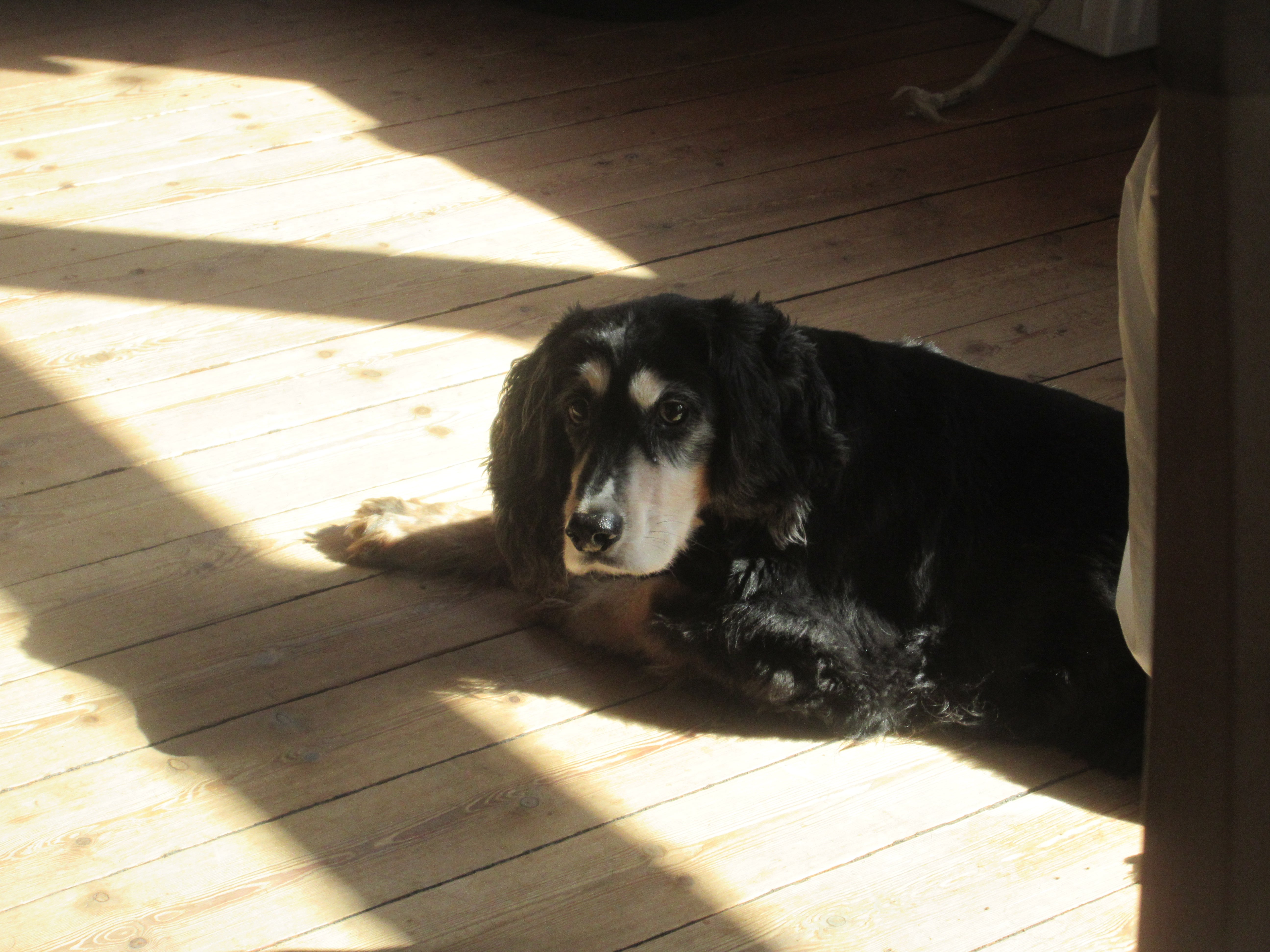 Mylo

