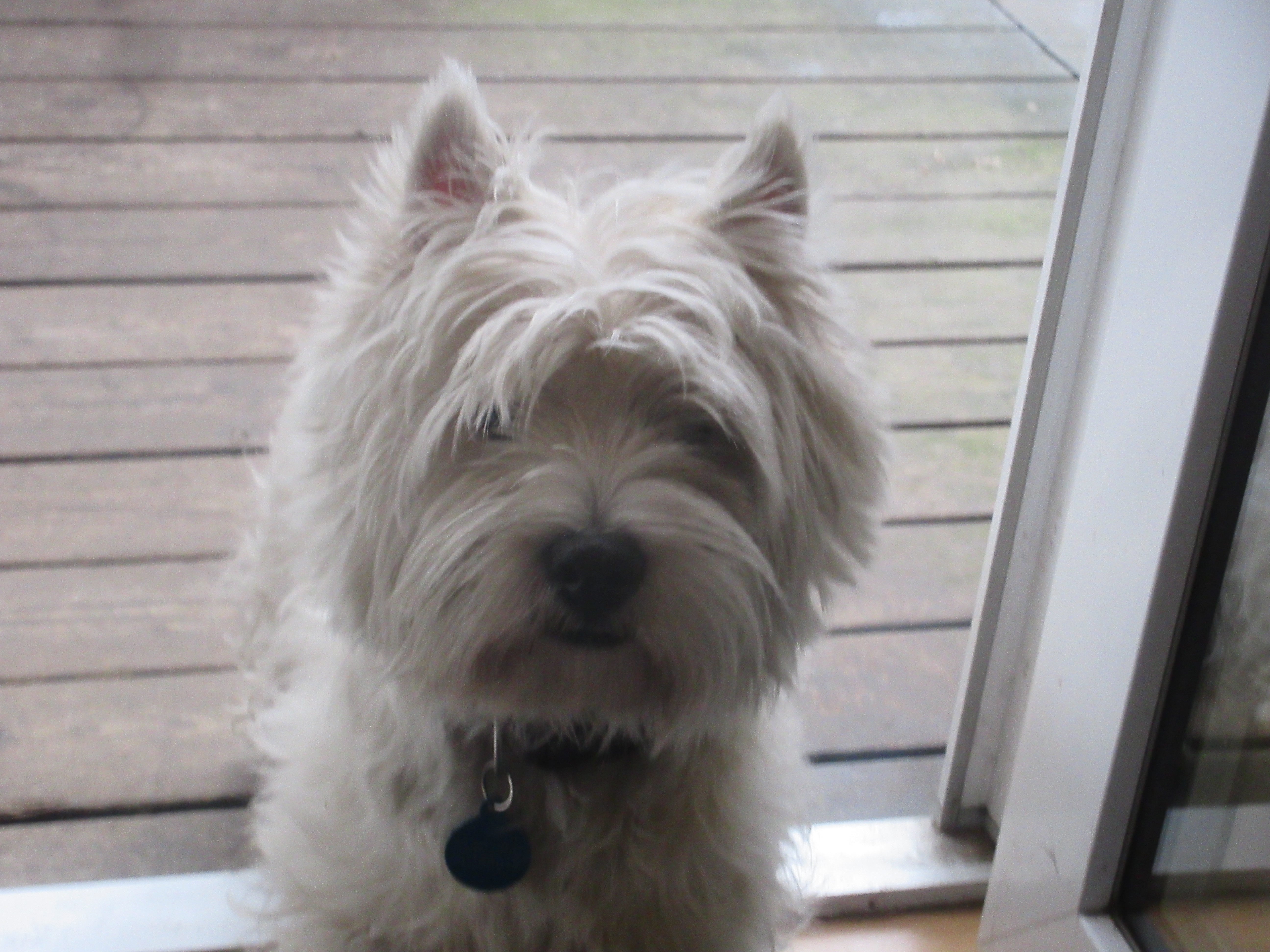Paddy