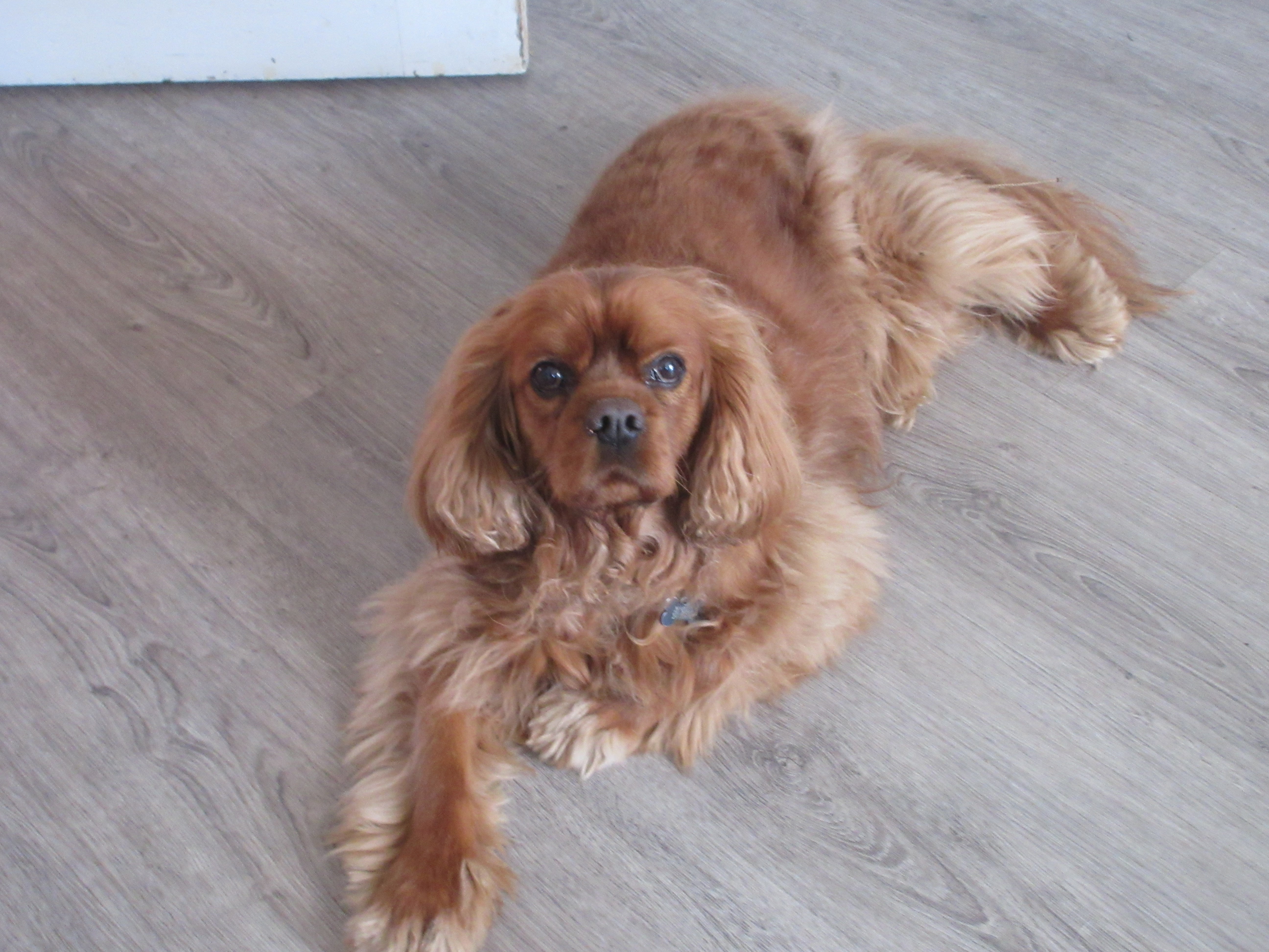 Marley