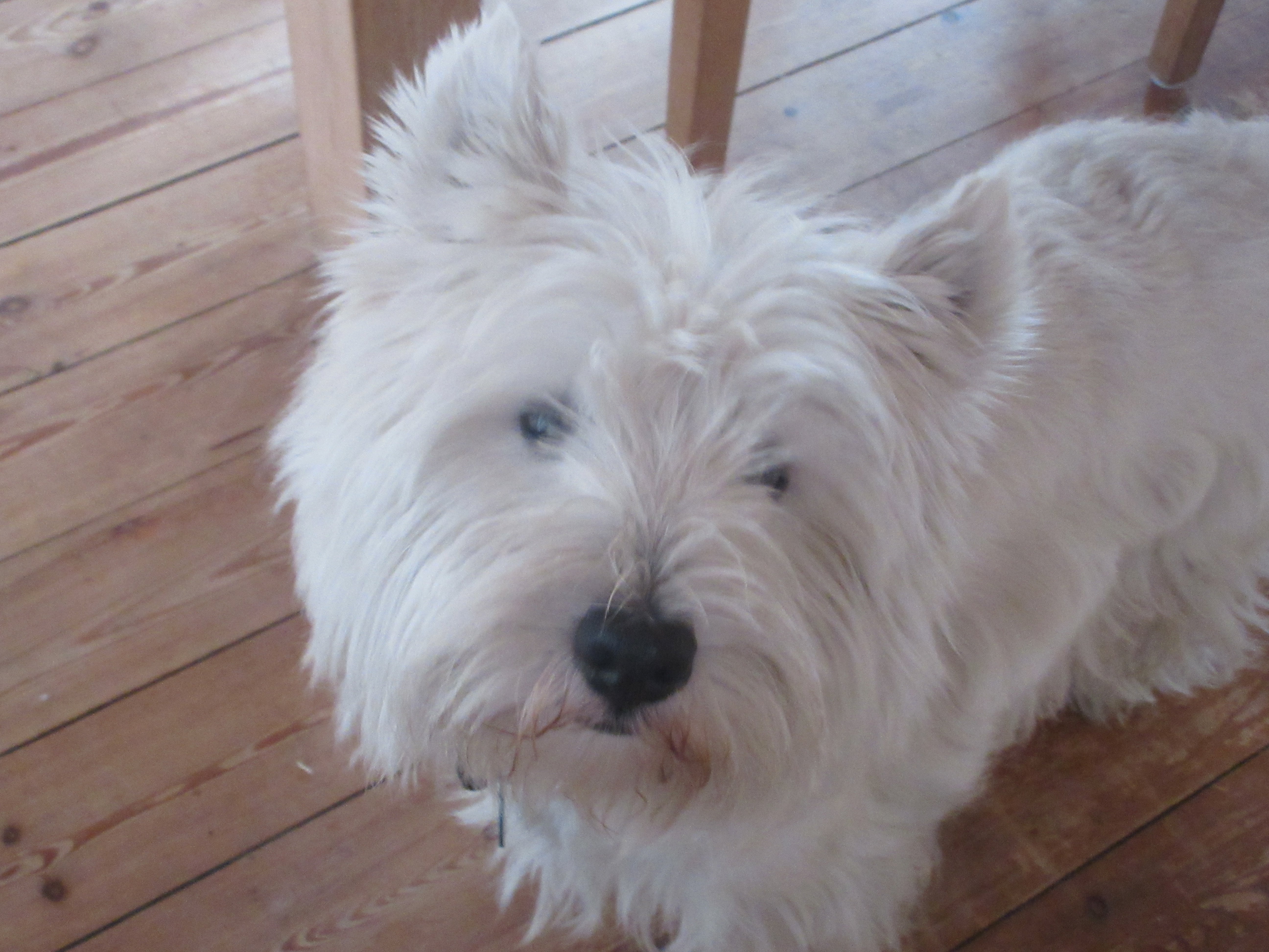 Paddy
